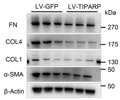 TIPARP-2.jpg