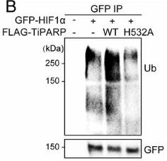 TIPARP-4.jpg