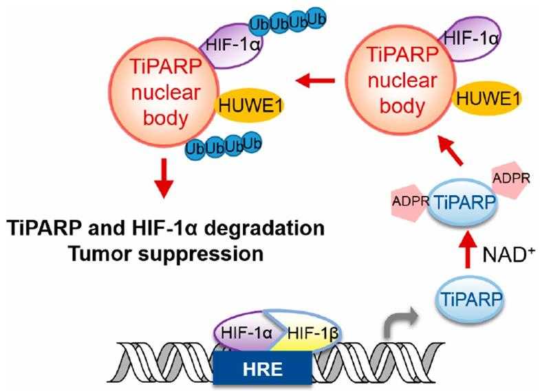 TIPARP-7.jpg