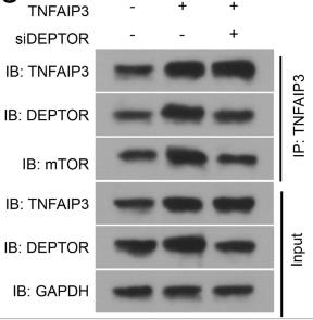 Fig2. Relationship among TNFAIP3, DEPTOR and mTOR using co-IP assay.