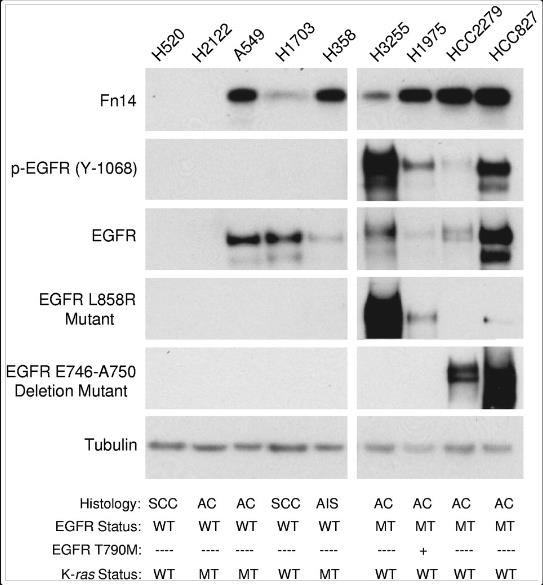 TNFRSF12A-3.jpg