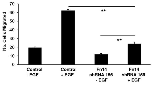 TNFRSF12A-4.jpg