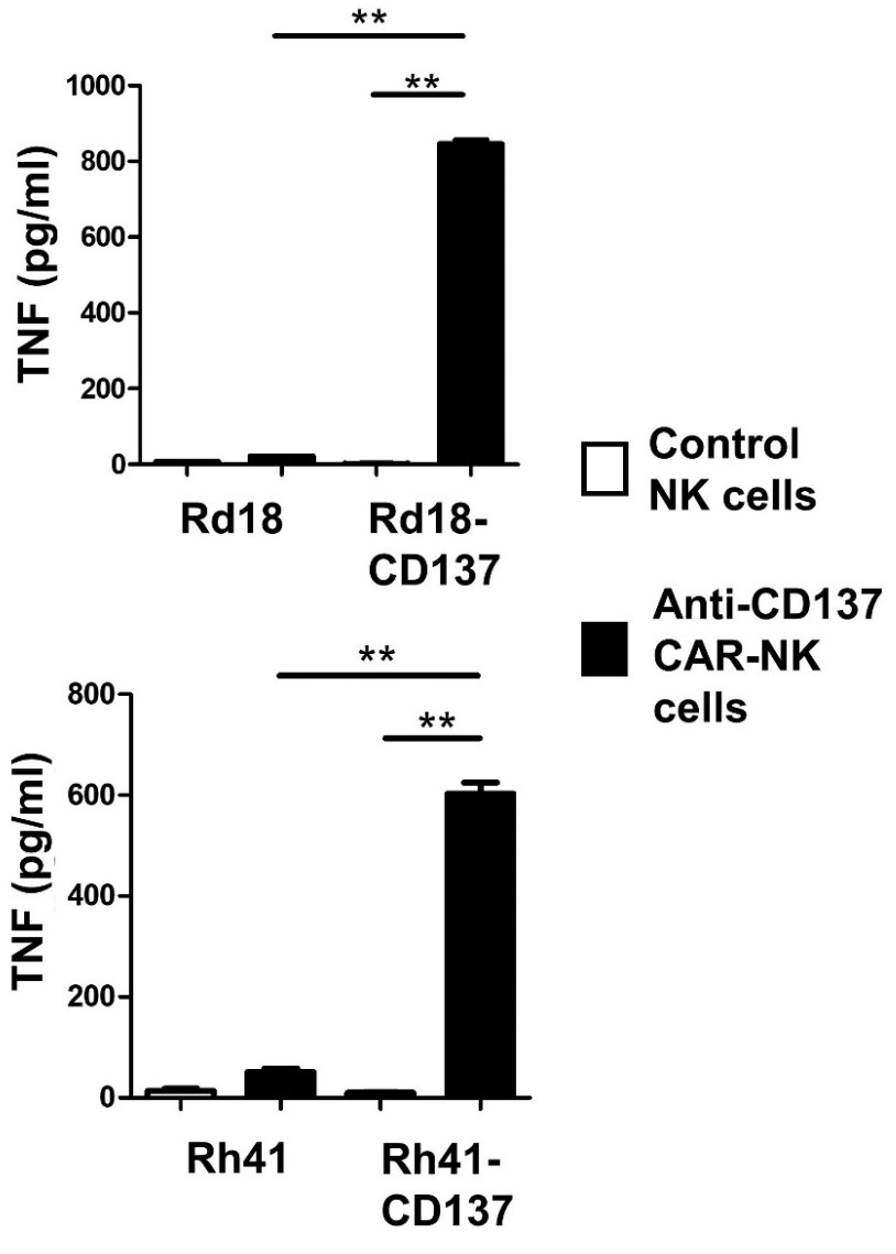 TNFRSF9-4.jpg