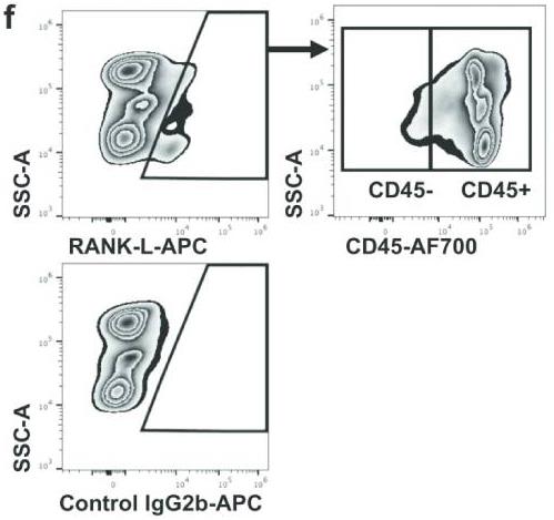 TNFSF11-4.jpg