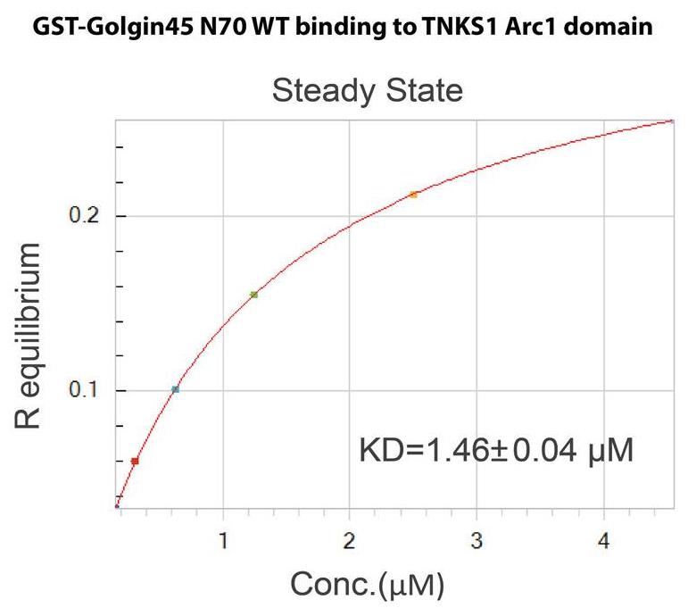TNKS-2.jpg