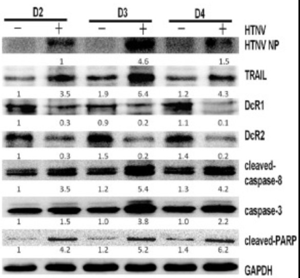 TNSF-3.jpg