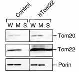 TOMM22-4.jpg