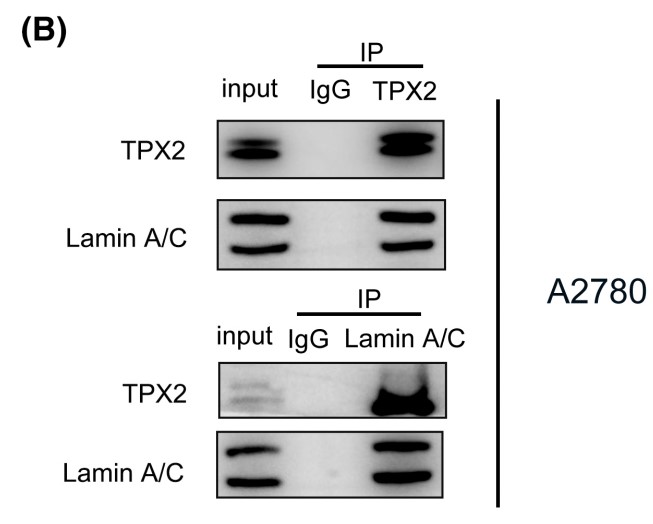 Co-IP of TPX2 with Lamin.