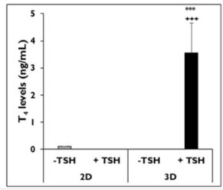 TSH-1315B-1.jpg