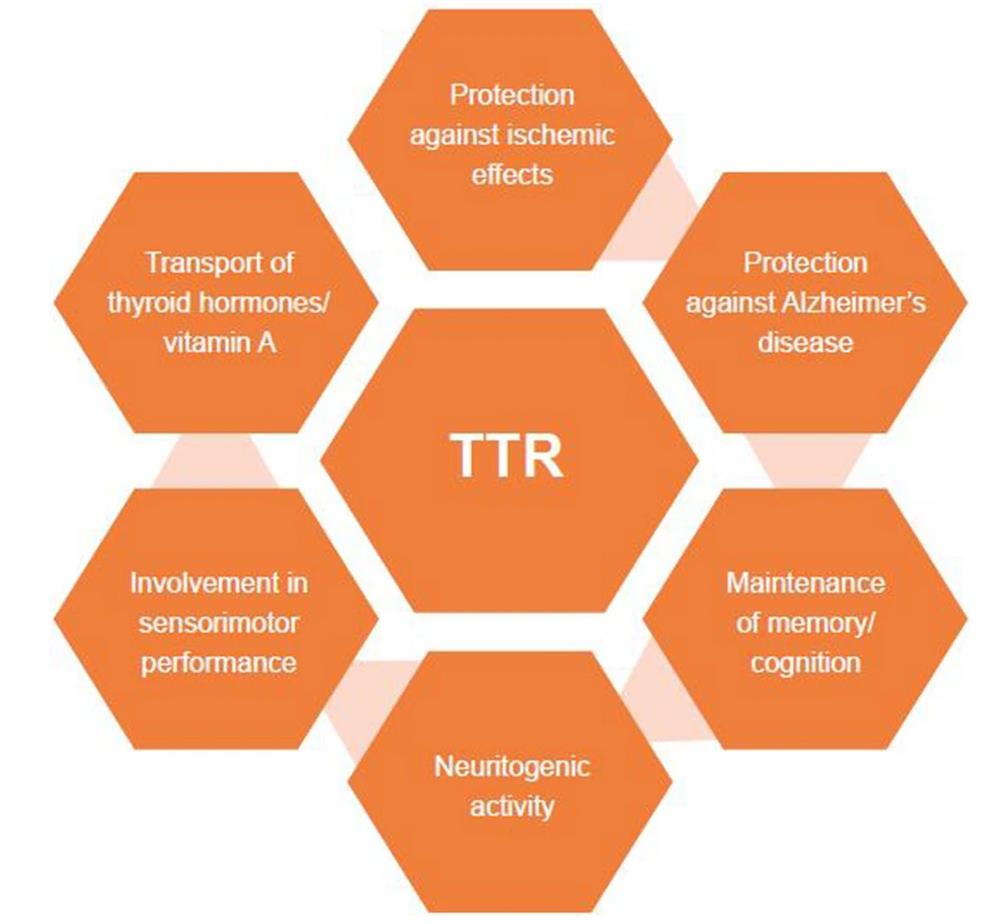 TTR-6.jpg