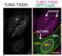 TUBG1-2.jpg