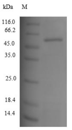 TYR-1.jpg