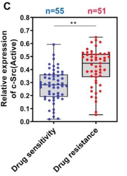 The differential expression ofc-Src activity.jpg