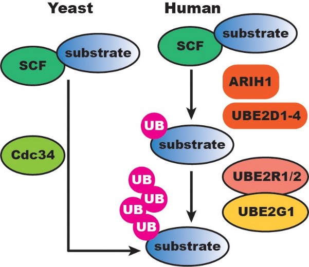 UBE-7.jpg