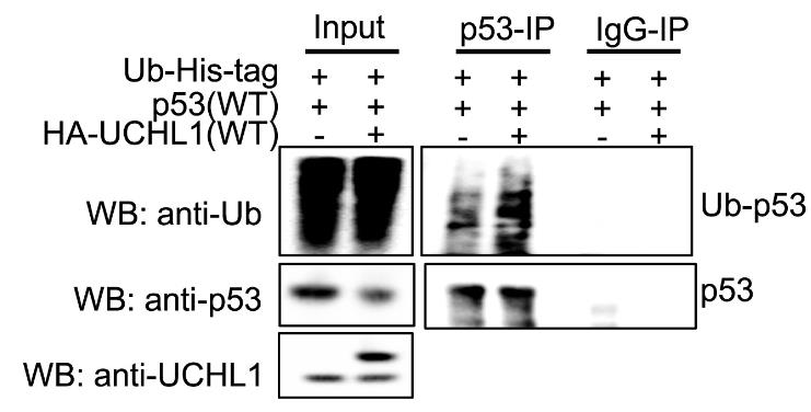 UCHL1-4.jpg