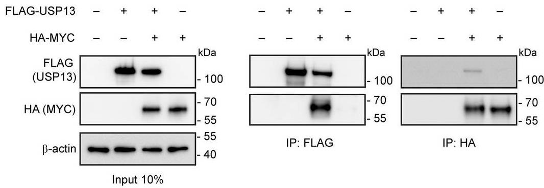 USP13-2.jpg