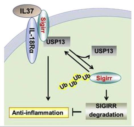 USP13-7.jpg