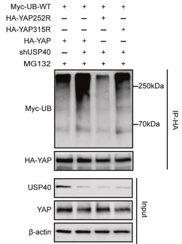 USP40-1000H-2.jpg