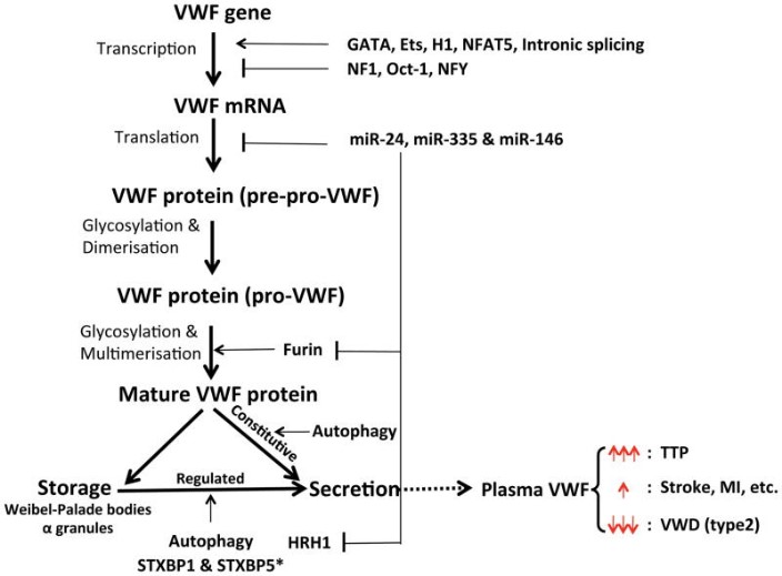 VWF-10.jpg