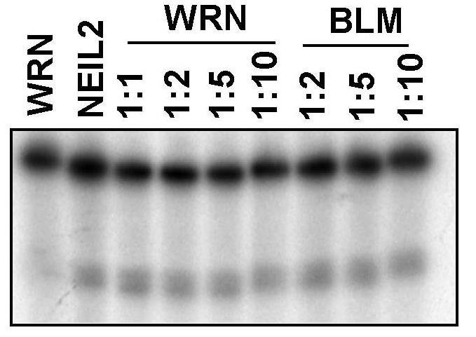 WRN-30699TH-4.jpg