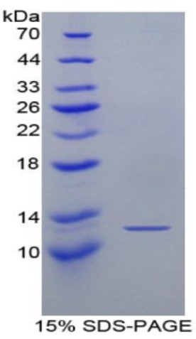 XCL1-1.jpg