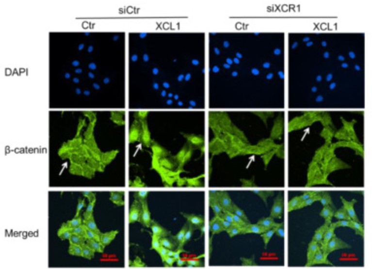 XCL1-3.jpg