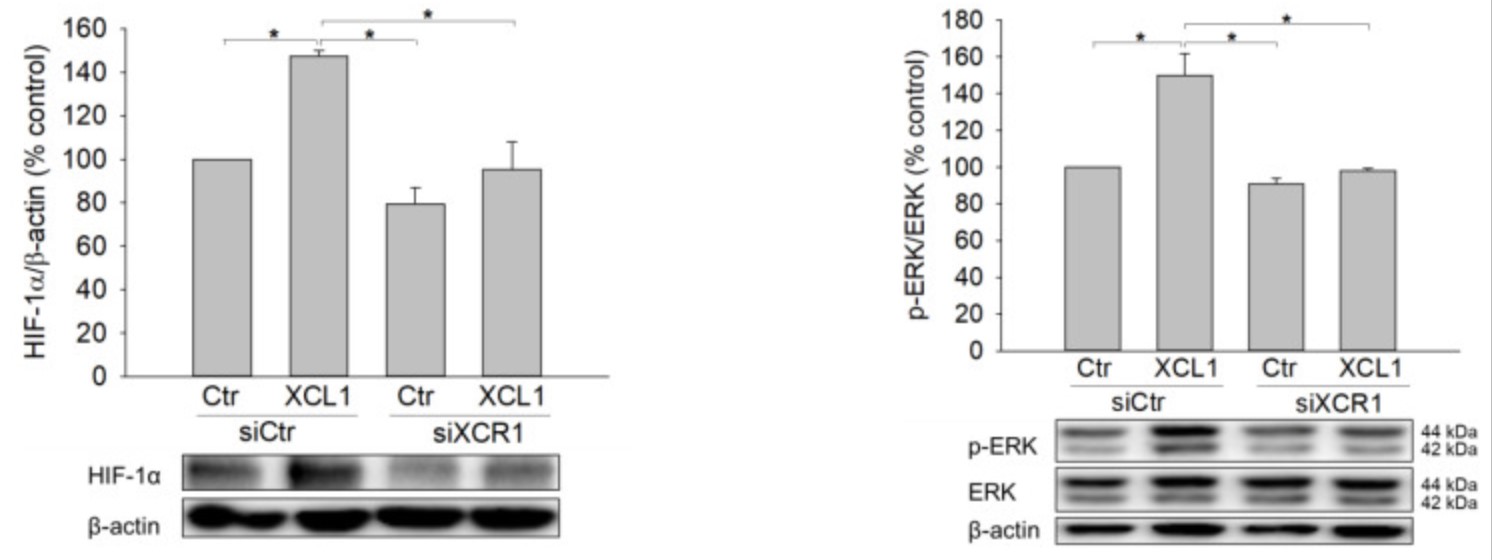 XCL1-4.jpg