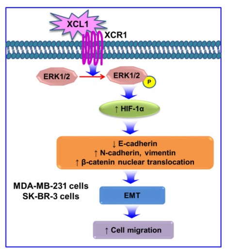 XCL1-7.jpg