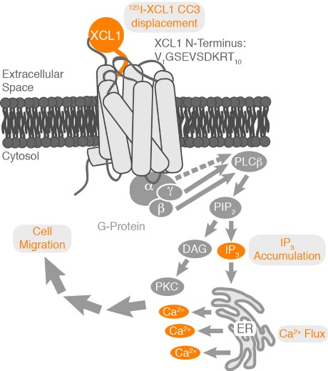 XCL1-9.jpg