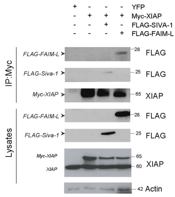XIAP-3.jpg