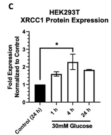 XRCC1-1.jpg