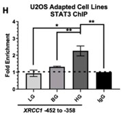 XRCC1-2.jpg