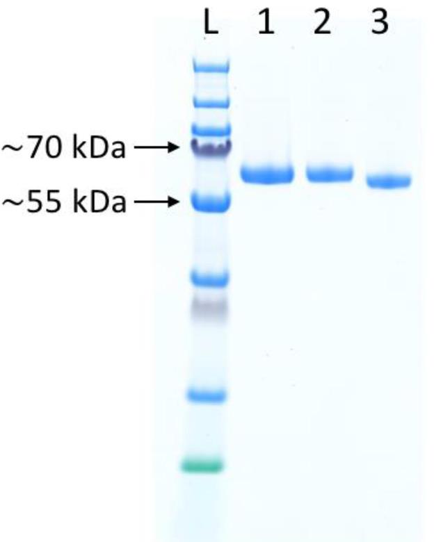 YFP-101-3.jpg