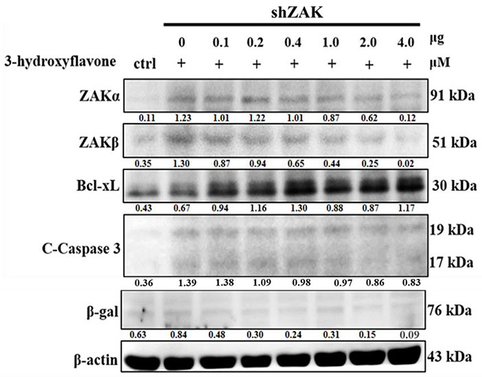 ZAK-2.jpg