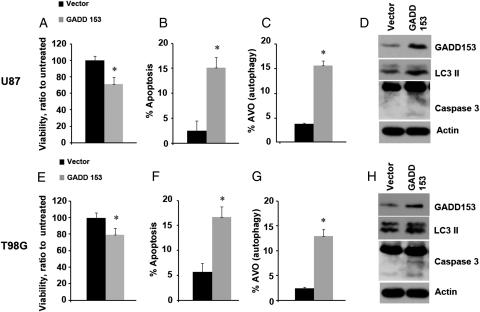 Cell viability, apoptosis, and autophagy rate in human HGG cells after GADD153 complementary DNA overexpression. Bar graphs showing a significant decrease in cell viability after overexpression of GADD153 complementary DNA in U87 (A) and T98G (E) HGG cells. A significant increase in apoptotic (B and F) and autophagic (C and G) rate was also seen. *P < .05, Student's t-test compared with vector. Western blotting showing increased expression of CHOP/GADD153, apoptosis (cleaved caspase-3), and autophagy (LC3II) markers in U87 (D) and T98G (H) cells after transient transfection of CHOP/GADD153.