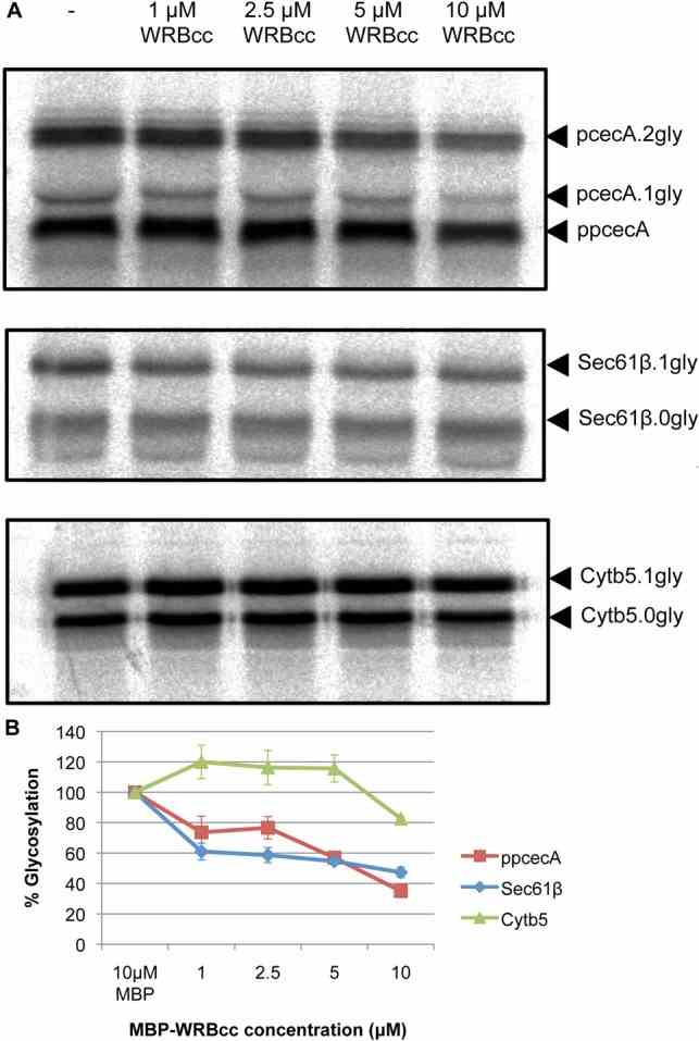 WRBcc inhibits ppcecA translocation. ( A ) Radiolabelled forms of ppcecA, Sec61β and Cytb5 were synthesised in vitro as before and the resulting reaction mixture then incubated with varying concentrations of MBP-WRBcc as indicated. Canine pancreatic microsomes were added to allow translocation/integration and membranes recovered by centrifugation. Rabiolabelled proteins were detected by phosphorimaging following SDS-PAGE. N-glycosylated forms are indicated and in each case the fully glycosylated forms have been quantified relative to the matched untreated sample. ( B ) Graphical representation of relative N-glycosylation of proteins in response to increasing concentrations of MBP-WRBcc. Results are means ± s.e.