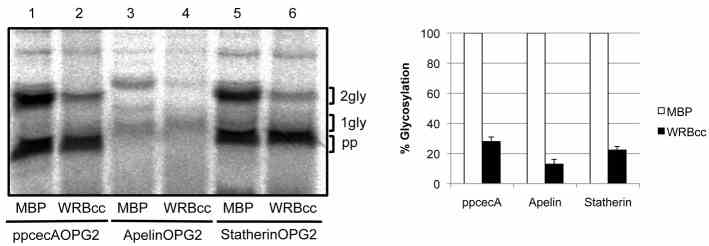 WRBcc inhibits the ER delivery of translocation-competent fractions of short secretory proteins. Translocation-competent fractions of ppcecA, apelin and statherin were each pooled. Equivalent portions of the pooled fractions were incubated with either 10 μM maltose binding protein (MBP) or 10 μM MBP-WRBcc prior to the addition of membranes. The membrane fraction was recovered and proteins visualised by phosphorimaging following SDS-PAGE. N-glycosylated forms are indicated and the doubly modified products have each been quantified relative to their matched MBP control sample (set to 100%). Results in graph are means ± s.e.
