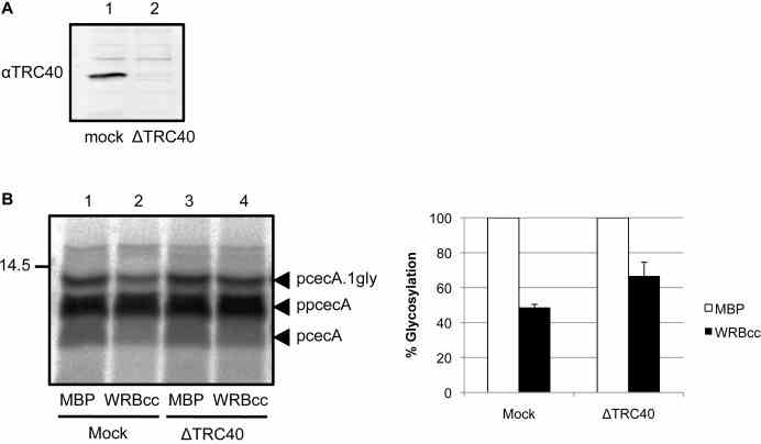 WRBcc inhibition is alleviated upon TRC40 immunodepletion. ( A ) Depletion of TRC40 was confirmed by immunoblotting. ( B ) Rabbit reticulocyte lysate was immunodepleted for TRC40 or subjected to a mock treatment. Treated lysates were then used as before for in vitro translations and post-translational translocation assays in the presence of 10 μM MBP-WRBcc. N-glycosylated forms are indicated and quantified (means ± s.e.) relative to their matched MBP control samples as before.