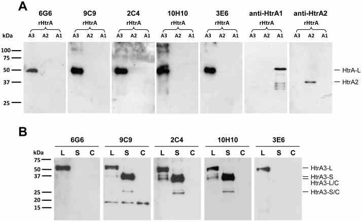 ( A ) An equal amount (50 ng) of recombinant (r) human HtrA proteins [rHtrA1 (A1), rHtrA2 (A2) and rHtrA3 (A3, HtrA3-L-S305A)] were separated on reducing 12% SDS-PAGE gels and analysed using western blotting with HtrA3 mAbs (6G6, 9C9, 2C4, 10H10 and 3E6), anti-HtrA1 and anti-HtrA2 antibodies respectively. ( B ) Western blot analysis of neat conditioned media from HEK-293F cells transfected with control plasmids (control transfection, C) or WT HtrA3-L (L) or HtrA3-S (S) constructs with the five HtrA3 mAbs. The cleaved forms of HtrA3 are indicated as HtrA3-L/C and HtrA3-S/C.
