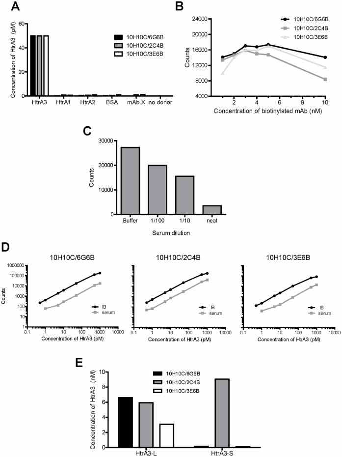 Data is shown for three independent AlphaLISAs employing different mAb pairs [denoted as conjugated (C)/biotinylated (B)]: 10H10C/6G6B, 10H10C/2C4B and 10H10C/3E6B . Assays were optimised using HtrA3-L-S305A as the standard with the 1 h (A–C) and overnight (D and E) protocols. ( A ) Detection of an equal amount (50 pM) of HtrA3, HtrA2, HtrA1 or BSA, or measuring HtrA3 (50 pM) when either a biotinylated irrelevant antibody (unrelated mAb) replaced the biotinylated HtrA3 mAb or donor beads were absent. ( B ) Analysis of an equal amount of HtrA3 (50 pM) with various concentrations of biotinylated mAbs to determine the sub-hook point. ( C ) Serum matrix inhibition of the 10H10C/2C4B AlphaLISA. Serum was titrated with an equal amount (500 pM) of HtrA3. ( D ) Representative calibration curves of HtrA3-L-S305A in IB and serum using the overnight protocol. ( E ) Analysis of WT HtrA3 proteins with the overnight AlphaLISA protocol. Conditioned media from HEK-293F cells transfected with WT HtrA3-L or HtrA3-S constructs were assayed, HtrA3 concentrations were determined from a calibration curve of HtrA3-L-S305A standard diluted in transfection medium.
