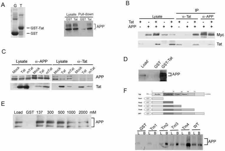 ( A ) GST and GST-Tat were purified on glutathione-Sepharose beads. The beads were boiled to elute the bound proteins, which were then run on a 12% SDS-PAGE gel and stained with Coomassie brilliant blue (left panel). GST pulldown assay with SK-N-MC neuroblastoma cell lysates shows a strong interaction between APP and GST-Tat (right panel). SK-N-MC neuroblastoma cell extracts incubated with GST- or GST-Tat-coated beads for 3 hours. The beads were washed three times with PBS and the eluted proteins were analyzed by western blotting with an anti-APP antibody (22C11). ( B ) Coimmunoprecipitation of Tat and APP in HEK 293FT cells transfected with Tat and/or Myc-tagged APP695 vectors. Proteins were precipitated with anti-Tat or anti-APP (6E10) antibodies and immunoblotted with anti-Tat or anti-Myc antibodies. ( C ) Coimmunoprecipitation of U-87 MG cell lysates transduced with mock, Lenti-Tat, or Lenti-mTat virus. APP was precipitated with an APP antibody (6E10), and the precipitate was analyzed by SDS-PAGE followed by Western blotting with anti-APP (22C11) or anti-Tat antibodies. Reciprocally, Tat was precipitated with anti-Tat antibody, and the precipitate was analyzed by SDS-PAGE followed by Western blotting with anti-APP (A8717) or anti-Tat antibody. ( D ) Purified recombinant APP interacts with GST-Tat. Purified recombinant APP (500 ng) was incubated with GST- or GST-Tat-coated beads and the eluted proteins were analyzed by western blotting with an APP antibody. A large amount of recombinant APP bound to the GST-Tat beads. ( E ) Tat interacts strongly with APP. SK-N-MC neurobalstoma cell lysates were incubated with GST, GST-Tat, or GST-Tat beads, and washed three times in buffer containing 137, 200, 300, 400 or 500 mM NaCl. APP remained associated with GST-Tat under high-salt conditions. ( F ) The cysteine-rich domain of Tat is important for association with APP. Deletion mutants were produced as GST-fusion proteins and subjected to GST-pulldown assays with SK-N-MC cell lysates. L, load; B; bound.
