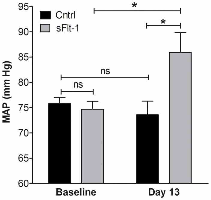 In vivo effect of sFlt-1 or vehicle (Cntrl) infusion during two weeks on mean arterial pressure (MAP). Data are presented as mean±SEM, N = 11–12, (ns) not significant, * p <0.05.