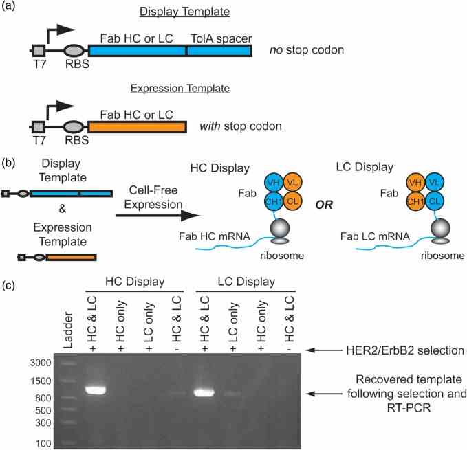 Conceptual overview of Fab display. ( a ) To display functional heterodimeric Fab domains from ribosomes two DNA templates are required for transcription: 1. A ‘Display Template’ lacking a stop codon at the end of a disordered TolA spacer, and 2. An ‘Expression Template’ with a stop codon. ( b ) A mixture of a display template and its complementary expression template co-expressed in a cell-free translation mixture enables the formation of a ternary complex of the functional Fab, ribosome and mRNA complex. For HC display, the HC display template is co-expressed with the LC expression template which enables the selection of a HC library. Alternatively, co-expression of the LC display template with the HC expression template enables LC display. ( c ) Co-expression of both the trastuzumab Fab HC and LC display and expression templates in either the HC or LC display format is required for significant recovery of the template following selection with Her2/ErbB2 ECD. This is consistent with the assembly of functional heterodimeric Fabs on stalled ribosomes as the models in (b) suggest. A reproducible, weak band is observable in the HC Display format when HC and LC are expressed in the absence of HER2/ErbB2 selection. This is presumably due to non-specific binding of the Fab-HC mRNA-ribosome complex. Similarly, a weak band is observable in the LC Display format when the LC only is displayed due to non-specific binding.