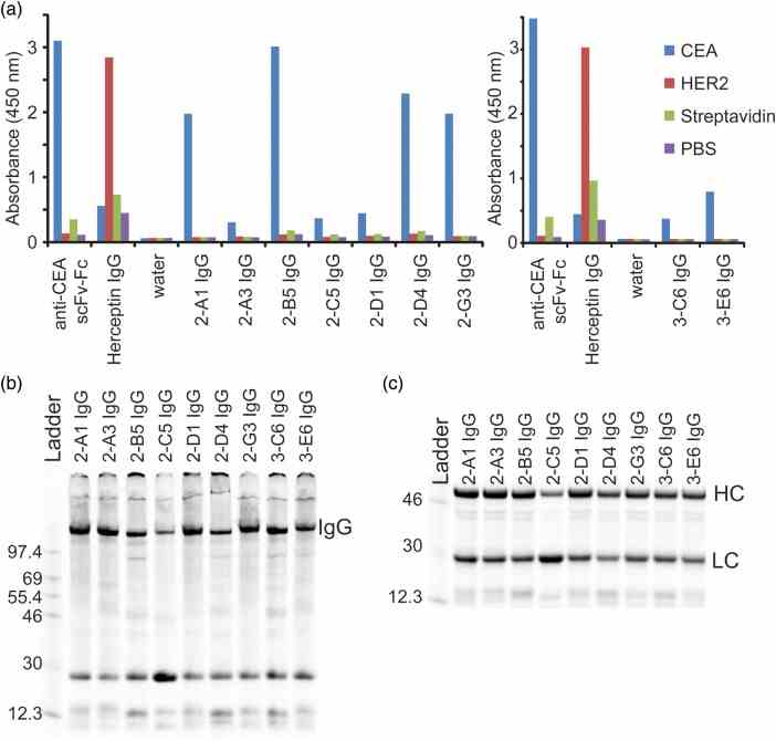Screening and expression of IgGs with selected HCs. ( a ) IgGs from the selection were expressed on small scale (30 μl) in cell-free extract and screened by ELISA to find leads that were specific for CEA over HER2/ErbB2, streptavidin and a PBS control. Positive controls show that an anti-CEA scFv-Fc is specific for CEA and the trastuzumab IgG is specific for HER2/ErbB2. Experiments performed on separate days are presented in separate charts. ( b ) A non-reducing SDS–PAGE gel shows significant expression of each selected IgG at the correct molecular weight for the fully assembled product. Proteins are labeled with 14 C-Leu. ( c ) A reducing SDS–PAGE gel shows good expression of the majority of the reformatted complete HC and LC. Proteins are labeled with 14 C-Leu. A 14 C-labeled protein ladder (in kDa) is shown on the left lanes of the gels in (b) and (c).