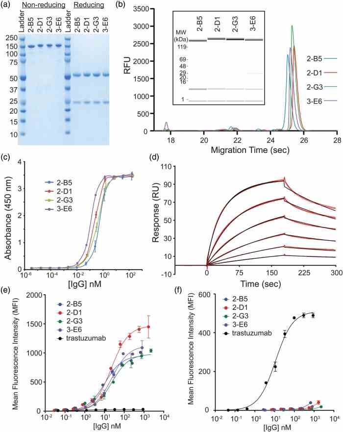 Characterization of purified IgGs. ( a ) The final purified anti-CEA IgGs run predominantly as a single band on a non-reducing SDS–PAGE gel consistent with the full-length IgG. Under reducing conditions, bands consistent with the HC and LC fragments are observed. ( b ) Caliper analysis reveals the high purity of the final IgGs. The inset shows the same sample traces where the amount of protein is indicated by the band intensity. ( c ) An ELISA of the purified anti-CEA IgGs have sub-nanomolar EC 50 values for CEA. ( d ) A sample Biacore trace (red lines) for the 2-G3 anti-CEA IgG and global fit to a bivalent binding model (black lines). Binding was measured in duplicate at 1.3, 2.5, 5.1, 10.1, 20.3 and 40.5 nM over three separate channels. A bivalent model fit the data better than simple 1 : 1 binding as expected for a bivalent IgG. ( e ) The reformatted IgGs show apparent high affinities on MKN45 cells which express high levels of CEA, while the wt trastuzumab (expressed in CHO) IgG does not. ( f ) The wt trastuzumab IgG (expressed in CHO) binds to the ErbB2/HER2 expressing SKBR3 cells, but the selected CEA-specific IgGs do not.