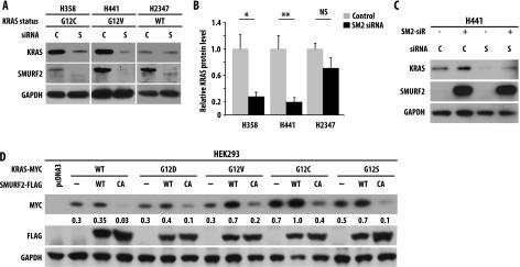 SMURF2 ubiquitin ligase activity controls mutant KRAS steady-state levels. (A) H358 (KRASG12C), H441 (KRASG12V), and H2347 (KRASWT) human lung adenocarcinoma cells were transfected with either control (C) or Smurf2 (S) siRNA. Forty-eight hours posttransfection, cell lysates were subjected to immunoblot analysis using specified antibodies. (B) Quantification of KRAS steady-state level in H358, H441, and H2347 cells on C or S siRNA. Immunoblot obtained from A were scanned and quantified using ImageJ software, and KRAS steady-state levels were normalized using GAPDH as loading control. Relative KRAS protein levels were obtained, and mean ± SEM values were calculated from three independent experiments; * denotes significant difference from control at P < .05; **, denotes significant difference from control at P < .005; NS, not significant. (C) H441 cells were transfected with Smurf2 si-R (SM2-siR) construct before siRNA-mediated Smurf2 knockdown. Cell lysates were prepared 24 hours post siRNA transfection and immunoblotted using indicated antibodies. (D) HEK293 cells were co-transfected with Myc-tagged KRAS [either wild type or various mutants (G12D, V, C, or S)] in the presence or absence of FLAG-tagged SMURF2 [either wild type or C716A (CA) mutants]. Twelve hours post-transfection, cell lysates were prepared and subjected to immunoblot analysis using indicated antibodies.