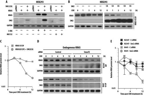 Ubiquitin ligase activity of SMURF2 positively regulates KRAS protein stability. (A) HEK293 cells were transfected with KRAS in the presence or absence of SMURF2 (SM2) CA. Twelve hours post-transfection, indicated cells were treated with either 5 mM 3-MA or 2 μM MG132 for 4 hours. Cell lysates were then subjected to immunoblot analysis with the indicated antibodies. (B) HEK293 cells were transfected either with G12V mutant KRAS in the presence or absence of SM2-CA. Twelve hours post-transfection, cells were treated with cycloheximide (50 μg/ml), and cell lysates were harvested at the indicated time points and analyzed by immunoblot analysis with the antibodies mentioned. (C) Graphical representation of the quantification of KRAS protein levels shown in B to determine protein half-life. Relative KRAS levels were determined by densitometric scanning of the representative immunoblot considering 0 hour band intensity as 1 (arbitrary units). (D) Endogenous KRAS half-life was determined for H2347 and H441 cells on Smurf2 knockdown. Indicated cells were transfected with Smurf2 siRNA, and 48 hours post-transfection, cells were treated with cycloheximide (50 μg/ml), harvested at indicated times, and analyzed by immunoblot analysis. (E) Protein half-lives were determined as explained in C. Each value represents protein intensity average ± SD from three independent experiments and plotted on a log-linear scale.