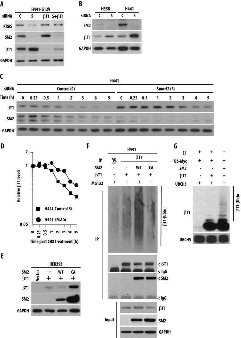 SMURF2 destabilizes β-TrCP1 to indirectly protect mutant KRAS from degradation. (A) H441 cells were transfected with either control or β-TrCP1 (βT1) siRNA before Smurf2 (S) knockdown. Twenty-four hours post-transfection, cell lysates were subjected to immunoblot analysis. (B) H358 and H441 cells were transfected with either C or S siRNA, and cell lysates were subjected to immunoblot analysis. (C) H441 cells were transfected with either control (C) or Smurf2 (S) siRNA. Twenty-four hours post-transfection, cells were treated with 50 μg/ml cycloheximide (CHX) for the indicated times. Cell lysates were prepared and subjected to immunoblot analysis. (D) Protein half-life of β-TrCP1 was determined as explained above. (E) HEK293 cells were transfected with either wild type or catalytically inactive (CA) mutants of SMURF2 along with β-TrCP1 as indicated. Twenty-four hours post-transfection, cell lysates were prepared and subjected to immunoblot analysis. (F) H441 cells were transfected with β-TrCP1 either alone or in combination with SMURF2 (either wild type or CA mutants). Forty-eight hours post-transfection, cells were treated with MG132, and 4 hours post-treatment, cell lysates were subjected to immunoprecipitation with β-TrCP1 antibodies followed by immunoblot analysis using indicated antibodies. (G) In vitro ubiquitination assays were performed using immunoprecipitated Flag-tagged β-TrCP1 in the presence or absence of purified recombinant SMURF2. UBCH5, a known E2 for SMURF2, was used in the reaction. Immunoblot analyses were performed using indicated antibodies.
