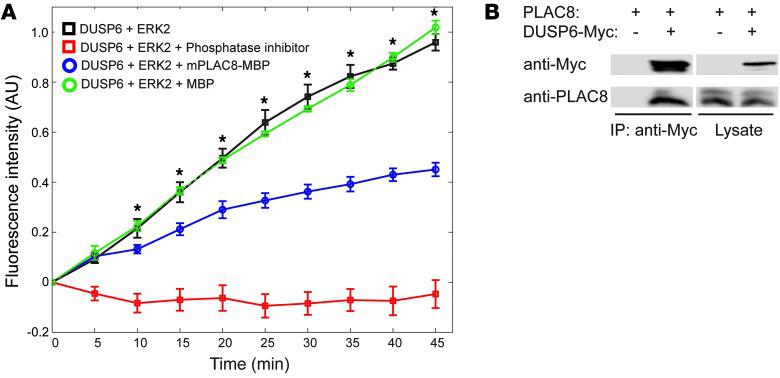 (A) PLAC8 inhibited DUSP6 phosphatase activity in vitro. DUSP6 phosphatase activity was measured by fluorescent intensity of the substrate 3-O-methylfluorescein phosphate. Fluorescent intensity increased over time in control samples (black squares). Addition of purified MBP-tagged mouse PLAC8 protein significantly reduced DUSP6 phosphatase activity (blue circles). However, addition of MBP itself did not significantly affect the activity. Phosphatase inhibitor cocktail was added as a positive control to completely abolish the activity (red squares). Data are presented as mean ± SEM from 4 independent experiments. *P < 0.05, ANOVA followed by t test. (B) Coimmunoprecipitation shows interaction between PLAC8 and DUSP6. HEK293T cells were transfected with the plasmids as labeled. PLAC8 was coimmunoprecipitated with an anti-Myc antibody from cells expressing Myc-tagged DUSP6, but not from cells expressing only PLAC8.