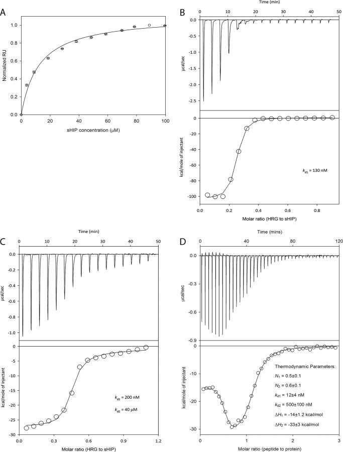 Biophysical studies of the interaction between sHIP and intact HRG and an HRG peptide. A, the interaction between immobilized recombinant HRG and recombinant sHIP in solution was recorded by SPR (Biacore). Experiments were carried out at 25 °C in Dulbecco's PBS buffer, pH 7.3. The normalized response units (RU) at equilibrium are plotted versus concentration of sHIP (μm). The data were fit to a 1:1 steady-state binding model, and the dissociation constant (Kd) was found to be 12 ± 1 μm. B, ITC showing the binding between protein sHIP and intact HRG at pH 5.5. C, ITC experiments showing the binding between protein sHIP and intact HRG at pH 7.5. D, ITC showing the binding between protein sHIP and HRGsp. The raw data of the experiments are presented in the top panel. The area below each injection peak is equal to the total heat released for that injection. When this integrated heat is plotted against the molar ratio of titrant added to the peptide solution in the cell, a complete binding isotherm for the interaction is obtained (bottom panel). A model for either one binding site (B) or two independent sites (C and D) was used to fit the data. The solid line is the calculated curve using the best fit parameters. The thermodynamic parameters for the interaction are shown in the bottom panel.